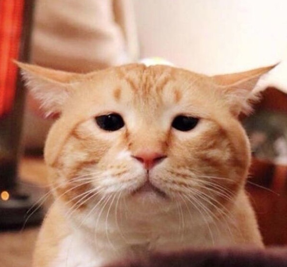 dgcat